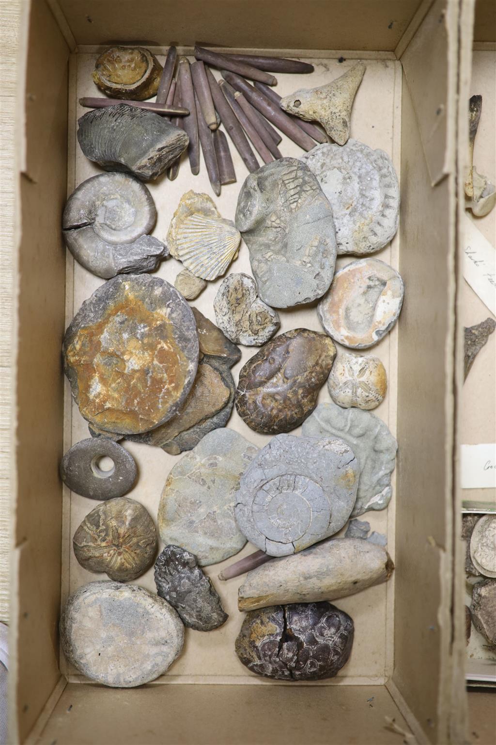 A collection of stone fossils and semi-fossilised teeth and bones, collected before 1950